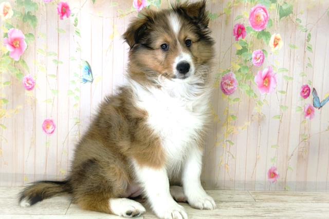 福島県のシェットランドシープドッグ (Coo&RIKU福島店/2025年12月15日生まれ/女の子/セーブルホワイト)の子犬の3枚目の画像