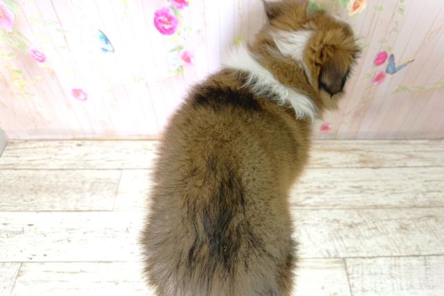 福島県のシェットランドシープドッグ (Coo&RIKU福島店/2025年12月15日生まれ/女の子/セーブルホワイト)の子犬の4枚目の画像