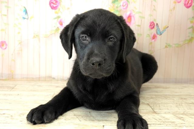 北海道のラブラドールレトリーバー (Coo&RIKU函館店/2025年12月15日生まれ/男の子/ブラック)の子犬の1枚目の画像
