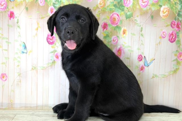 北海道のラブラドールレトリーバー (Coo&RIKU函館店/2025年12月15日生まれ/男の子/ブラック)の子犬の2枚目の画像