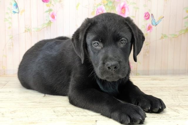 北海道のラブラドールレトリーバー (Coo&RIKU函館店/2025年12月15日生まれ/男の子/ブラック)の子犬の3枚目の画像