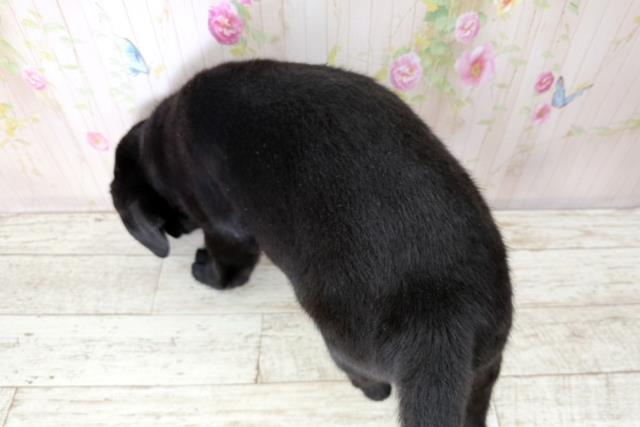 北海道のラブラドールレトリーバー (Coo&RIKU函館店/2025年12月15日生まれ/男の子/ブラック)の子犬の4枚目の画像