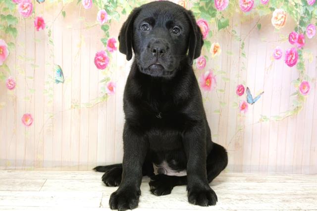 北海道のラブラドールレトリーバー (Coo&RIKU札幌東店/2025年12月15日生まれ/男の子/ブラック)の子犬の1枚目の画像