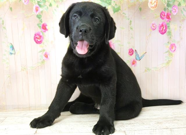 北海道のラブラドールレトリーバー (Coo&RIKU札幌東店/2025年12月15日生まれ/男の子/ブラック)の子犬の2枚目の画像