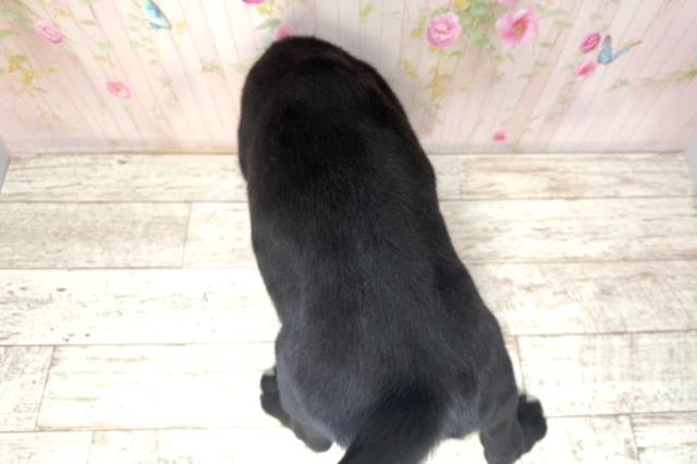 北海道のラブラドールレトリーバー (Coo&RIKU札幌東店/2025年12月15日生まれ/男の子/ブラック)の子犬の4枚目の画像