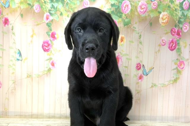 北海道のラブラドールレトリーバー (Coo&RIKU岩見沢店/2025年12月15日生まれ/男の子/ブラック)の子犬の1枚目の画像