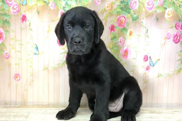 北海道のラブラドールレトリーバー (Coo&RIKU岩見沢店/2025年12月15日生まれ/男の子/ブラック)の子犬の2枚目の画像