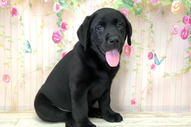 北海道のラブラドールレトリーバー (Coo&RIKU岩見沢店/2025年12月15日生まれ/男の子/ブラック)の子犬の3枚目の画像