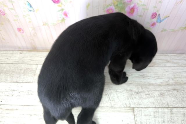 北海道のラブラドールレトリーバー (Coo&RIKU岩見沢店/2025年12月15日生まれ/男の子/ブラック)の子犬の4枚目の画像