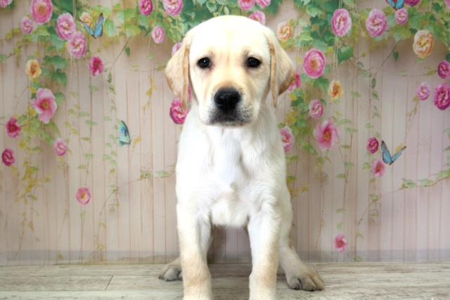 宮城県のラブラドールレトリーバー (Coo&RIKU仙台太白店/2025年12月15日生まれ/女の子/イエロー)の子犬の1枚目の画像