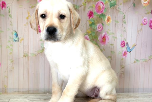 宮城県のラブラドールレトリーバー (Coo&RIKU仙台太白店/2025年12月15日生まれ/女の子/イエロー)の子犬の2枚目の画像