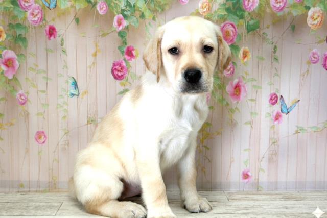 宮城県のラブラドールレトリーバー (Coo&RIKU仙台太白店/2025年12月15日生まれ/女の子/イエロー)の子犬の3枚目の画像