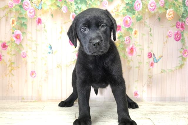 福島県のラブラドールレトリーバー (Coo&RIKU福島店/2025年12月15日生まれ/女の子/ブラック)の子犬の1枚目の画像