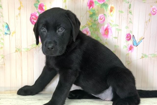 福島県のラブラドールレトリーバー (Coo&RIKU福島店/2025年12月15日生まれ/女の子/ブラック)の子犬の2枚目の画像