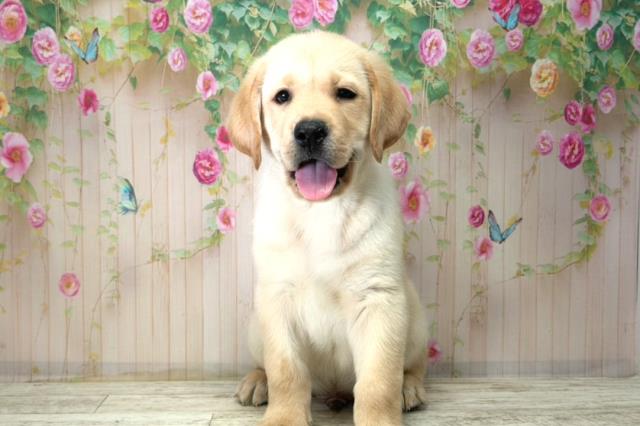 福島県のラブラドールレトリーバー (Coo&RIKU郡山店/2025年12月21日生まれ/男の子/イエロー)の子犬の1枚目の画像