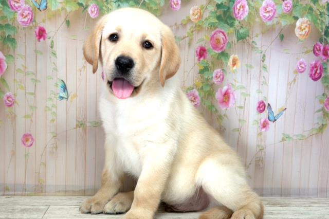 福島県のラブラドールレトリーバー (Coo&RIKU郡山店/2025年12月21日生まれ/男の子/イエロー)の子犬の2枚目の画像