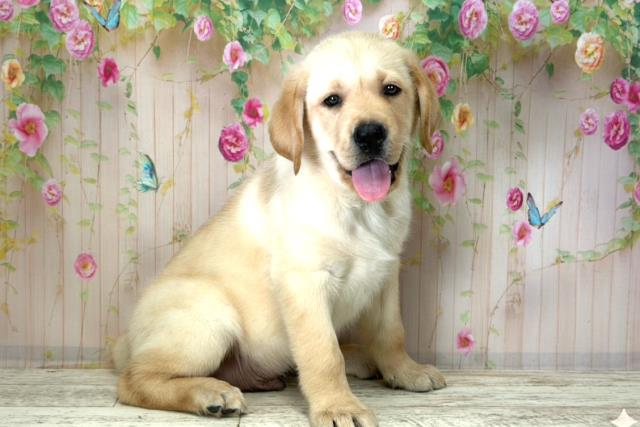 福島県のラブラドールレトリーバー (Coo&RIKU郡山店/2025年12月21日生まれ/男の子/イエロー)の子犬の3枚目の画像