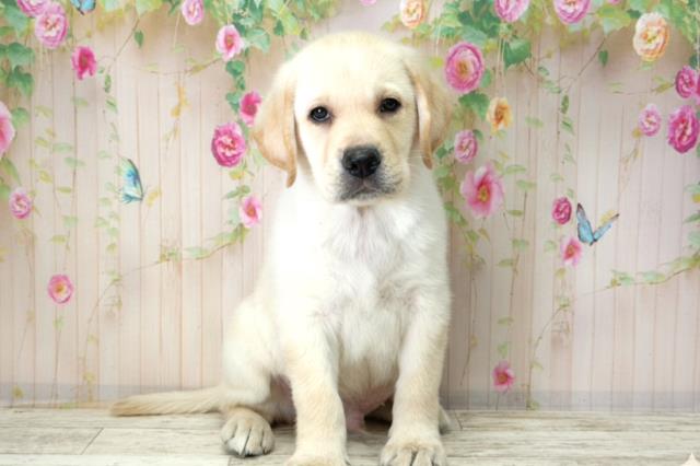 福島県のラブラドールレトリーバー (Coo&RIKUいわき店/2025年12月21日生まれ/男の子/イエロー)の子犬の1枚目の画像