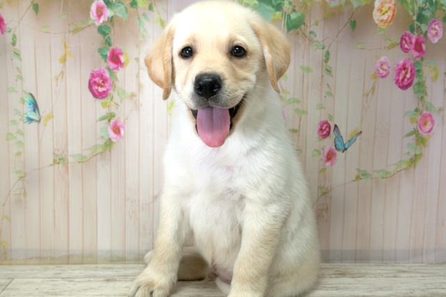 福島県のラブラドールレトリーバー (Coo&RIKUいわき店/2025年12月21日生まれ/男の子/イエロー)の子犬の2枚目の画像