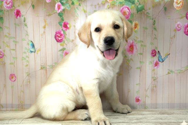 福島県のラブラドールレトリーバー (Coo&RIKUいわき店/2025年12月21日生まれ/男の子/イエロー)の子犬の3枚目の画像