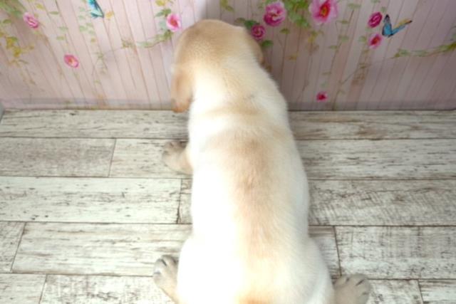 福島県のラブラドールレトリーバー (Coo&RIKUいわき店/2025年12月21日生まれ/男の子/イエロー)の子犬の4枚目の画像