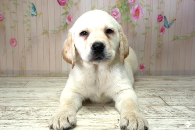 長野県のラブラドールレトリーバー (Coo&RIKU長野店/2025年12月21日生まれ/女の子/イエロー)の子犬の1枚目の画像