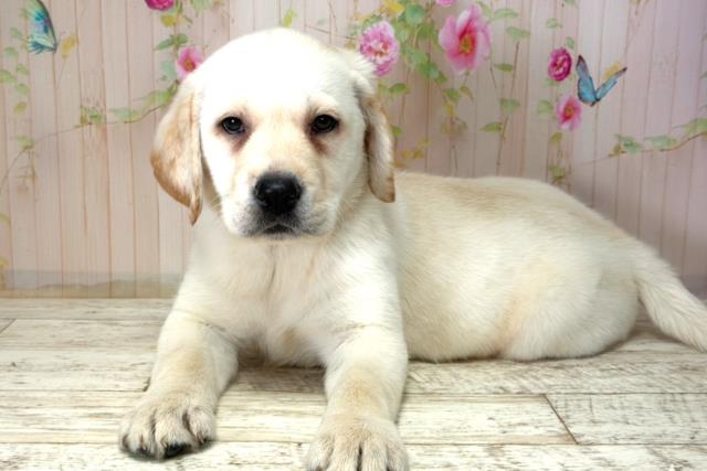 長野県のラブラドールレトリーバー (Coo&RIKU長野店/2025年12月21日生まれ/女の子/イエロー)の子犬の2枚目の画像