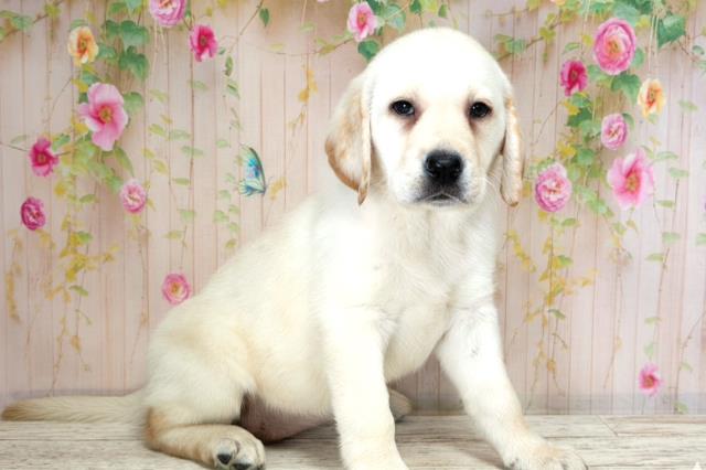 長野県のラブラドールレトリーバー (Coo&RIKU長野店/2025年12月21日生まれ/女の子/イエロー)の子犬の3枚目の画像