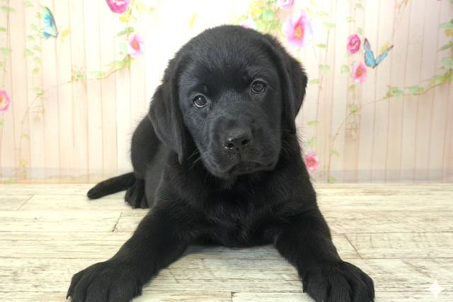 東京都のラブラドールレトリーバー (Coo&RIKU足立本店/2025年12月21日生まれ/女の子/ブラック)の子犬の1枚目の画像