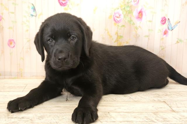 東京都のラブラドールレトリーバー (Coo&RIKU足立本店/2025年12月21日生まれ/女の子/ブラック)の子犬の2枚目の画像