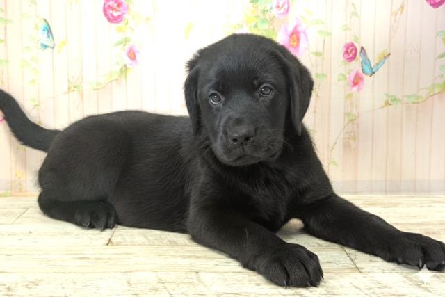 東京都のラブラドールレトリーバー (Coo&RIKU足立本店/2025年12月21日生まれ/女の子/ブラック)の子犬の3枚目の画像