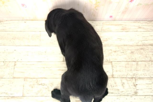 東京都のラブラドールレトリーバー (Coo&RIKU足立本店/2025年12月21日生まれ/女の子/ブラック)の子犬の4枚目の画像