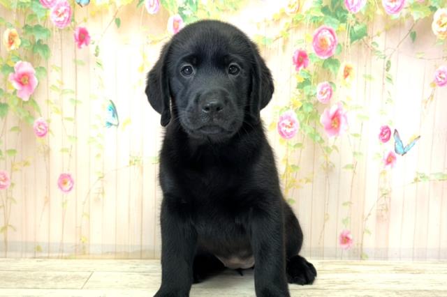 神奈川県のラブラドールレトリーバー (Coo&RIKU相模原店/2025年12月21日生まれ/女の子/ブラック)の子犬の1枚目の画像