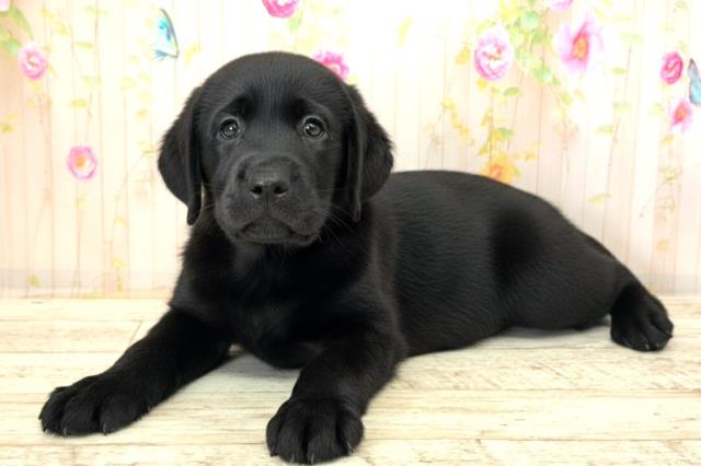 神奈川県のラブラドールレトリーバー (Coo&RIKU相模原店/2025年12月21日生まれ/女の子/ブラック)の子犬の2枚目の画像