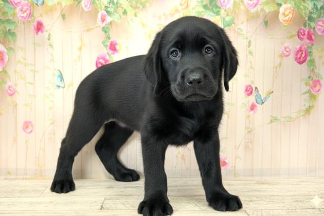 神奈川県のラブラドールレトリーバー (Coo&RIKU相模原店/2025年12月21日生まれ/女の子/ブラック)の子犬の3枚目の画像