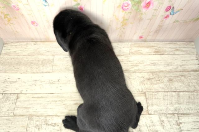神奈川県のラブラドールレトリーバー (Coo&RIKU相模原店/2025年12月21日生まれ/女の子/ブラック)の子犬の4枚目の画像