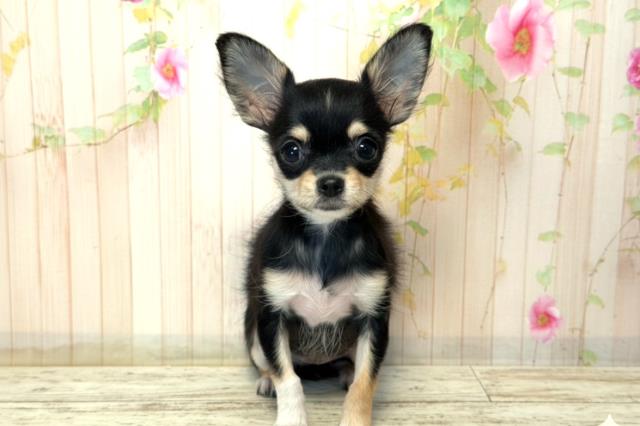 福島県のチワワ(ロング) (Coo&RIKUいわき店/2025年10月14日生まれ/女の子/ブラックタン)の子犬の1枚目の画像