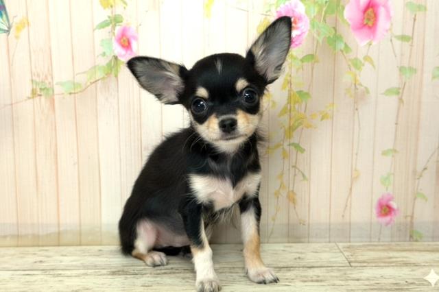 福島県のチワワ(ロング) (Coo&RIKUいわき店/2025年10月14日生まれ/女の子/ブラックタン)の子犬の3枚目の画像