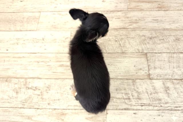 福島県のチワワ(ロング) (Coo&RIKUいわき店/2025年10月14日生まれ/女の子/ブラックタン)の子犬の4枚目の画像