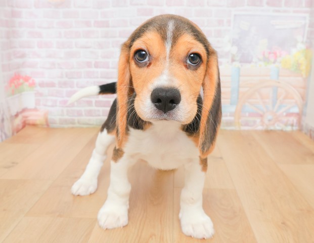 岩手県のビーグル (Coo&RIKU岩手盛岡店/2025年12月16日生まれ/男の子/ブラックタンホワイト)の子犬