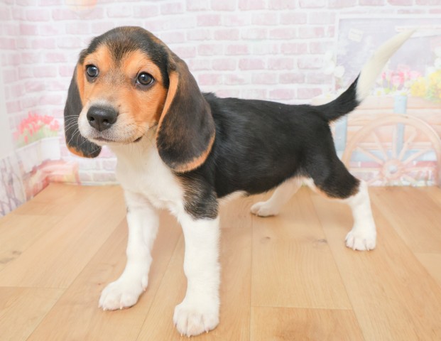 福島県のビーグル (Coo&RIKU郡山店/2025年12月16日生まれ/男の子/ブラックタンホワイト)の子犬の2枚目の画像