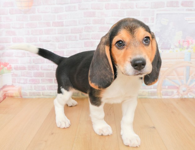 福島県のビーグル (Coo&RIKU郡山店/2025年12月16日生まれ/男の子/ブラックタンホワイト)の子犬の3枚目の画像