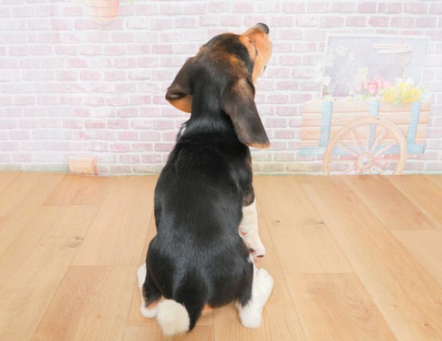 福島県のビーグル (Coo&RIKU郡山店/2025年12月16日生まれ/男の子/ブラックタンホワイト)の子犬の4枚目の画像