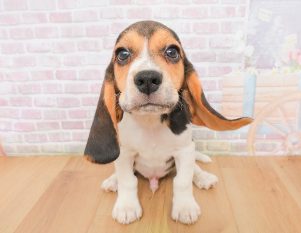 福島県のビーグル (Coo&RIKU福島店/2025年12月16日生まれ/男の子/ブラックタンホワイト)の子犬の1枚目の画像