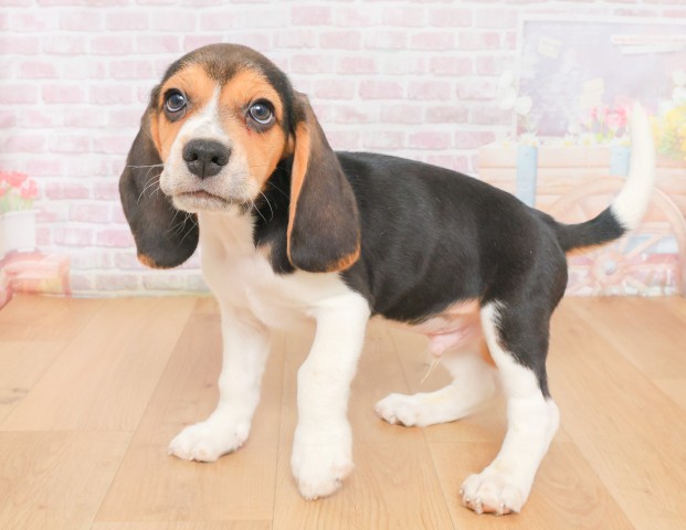 福島県のビーグル (Coo&RIKU福島店/2025年12月16日生まれ/男の子/ブラックタンホワイト)の子犬の2枚目の画像