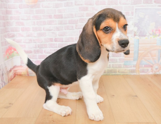 福島県のビーグル (Coo&RIKU福島店/2025年12月16日生まれ/男の子/ブラックタンホワイト)の子犬の3枚目の画像