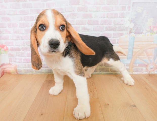 福島県のビーグル (Coo&RIKUいわき店/2025年12月16日生まれ/男の子/ブラックタンホワイト)の子犬の2枚目の画像