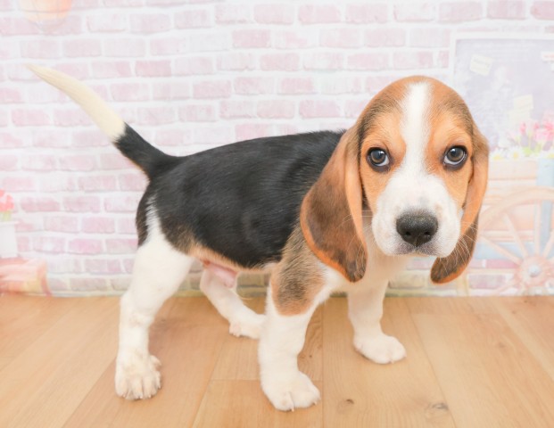 福島県のビーグル (Coo&RIKUいわき店/2025年12月16日生まれ/男の子/ブラックタンホワイト)の子犬の3枚目の画像