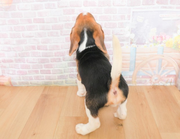 福島県のビーグル (Coo&RIKUいわき店/2025年12月16日生まれ/男の子/ブラックタンホワイト)の子犬の4枚目の画像