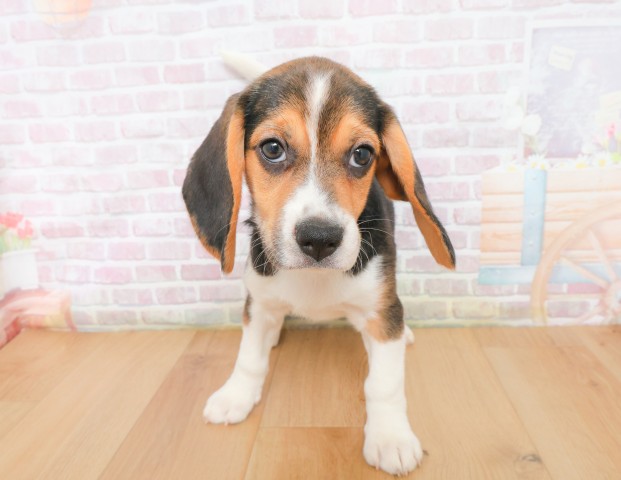 宮城県のビーグル (Coo&RIKUイオンタウン古川店/2025年12月16日生まれ/女の子/ブラックタンホワイト)の子犬の1枚目の画像